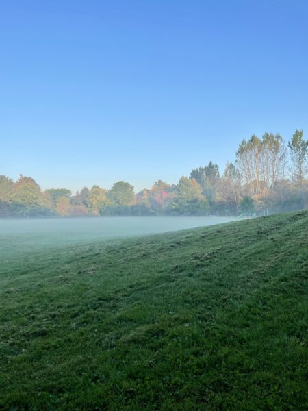 A grassy field with fall-coloured trees in the background and mist on the ground.