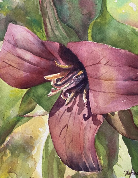 Watercolour of a fuscia flower, by Candice Leyland. Candice makes a living at art.